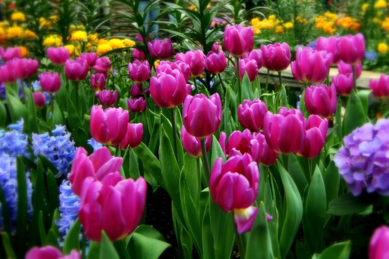 Pink Tulips in Garden — Vibrant