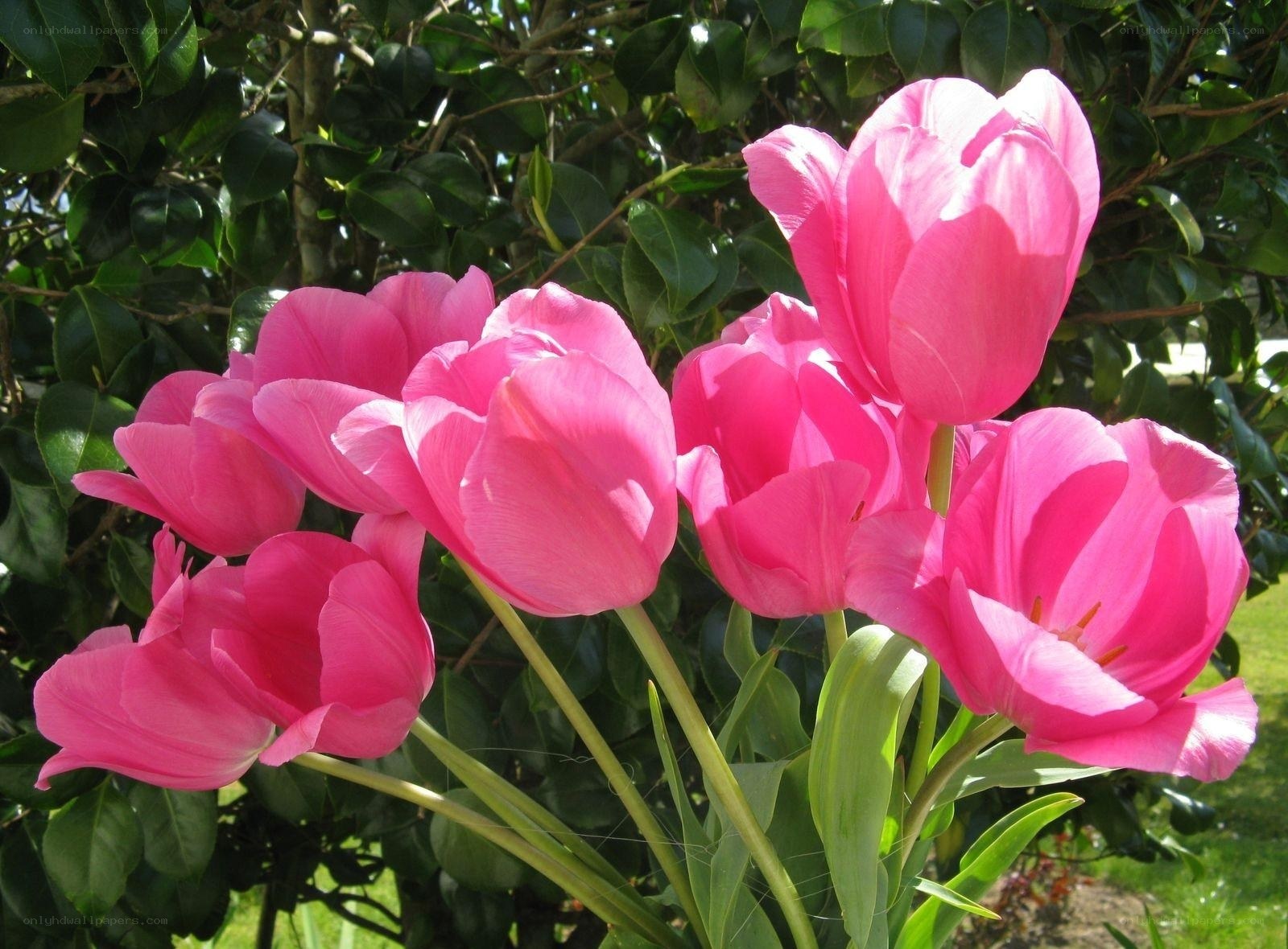 Pink tulips in garden