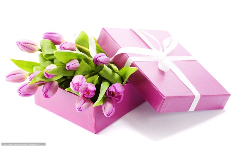 Pink Tulips in Gift Box — Festive, Photograph, Gift Box