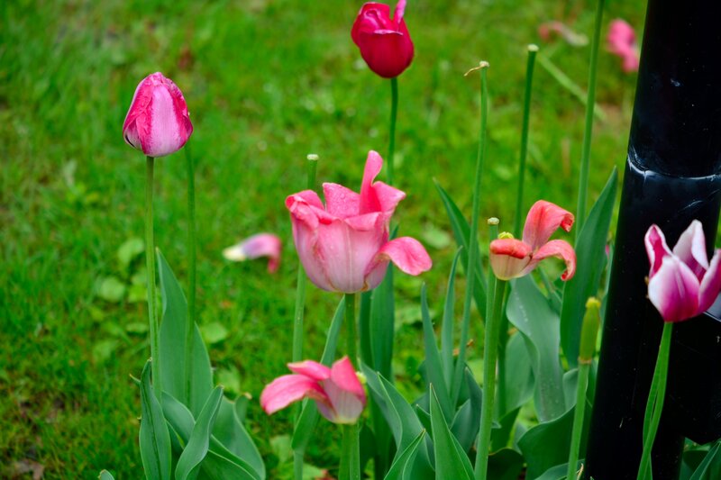 Pink Tulips in Grass — Calm