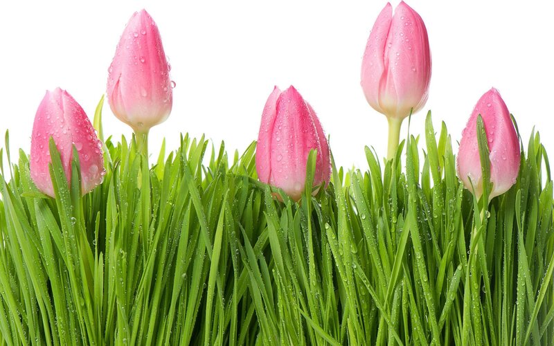 Pink Tulips in Grass — Green, Fresh