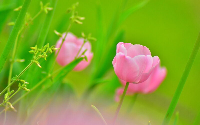 Pink Tulips in Grass — Green, Serene, Spring, Photograph