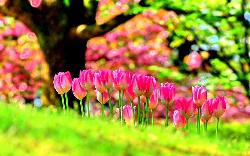 Pink Tulips in Grass — Green, Serene, Spring