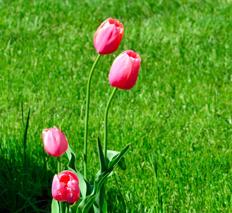 Pink Tulips in Grass — Green, Serene