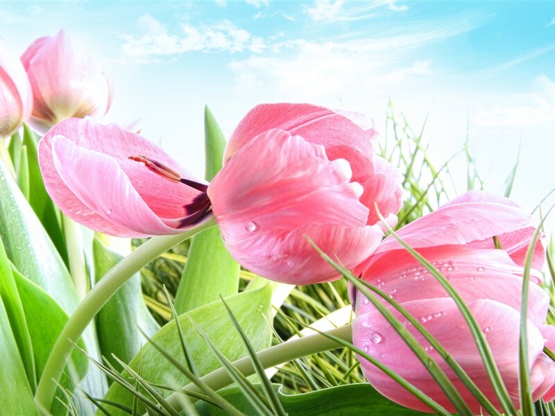 Pink Tulips in Grass — Serene, Morning