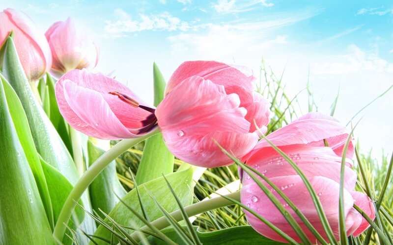 Pink Tulips in Grass — Serene, Spring, Photograph, Sky