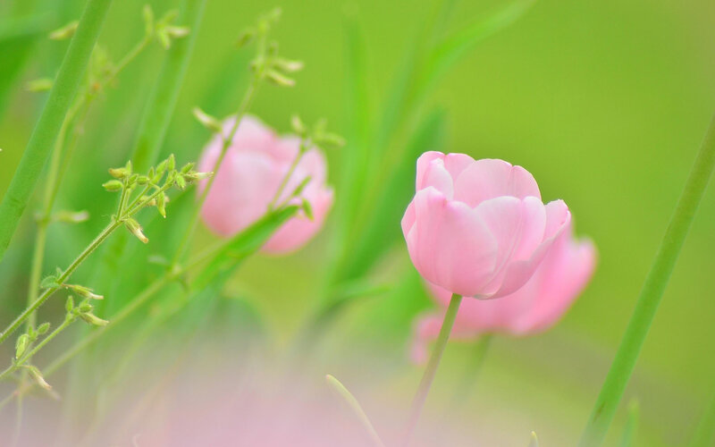 Pink Tulips in Grass — Serene, Spring, Photograph