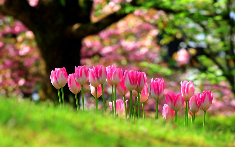 Pink Tulips in Grass — Serene, Spring, Photograph, Tree