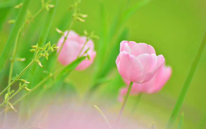 Pink Tulips in Grass — Serene, Spring