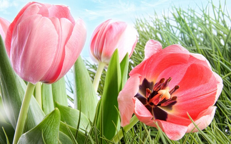 Pink Tulips in Grass — Serene