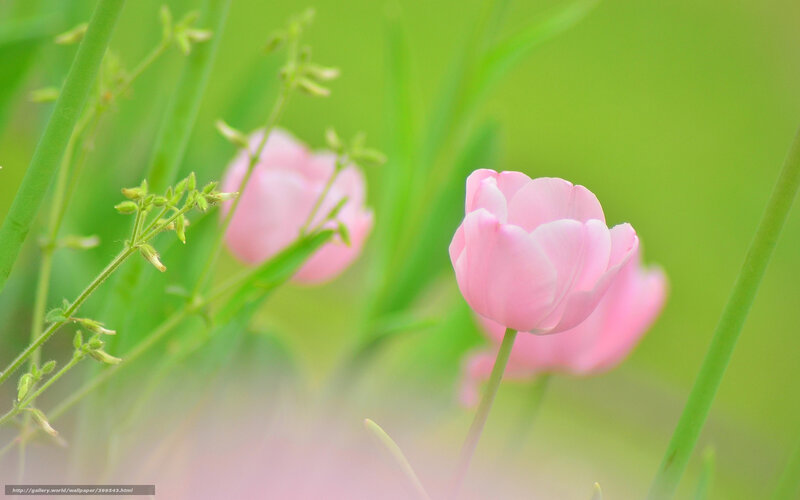 Pink tulips in green grass