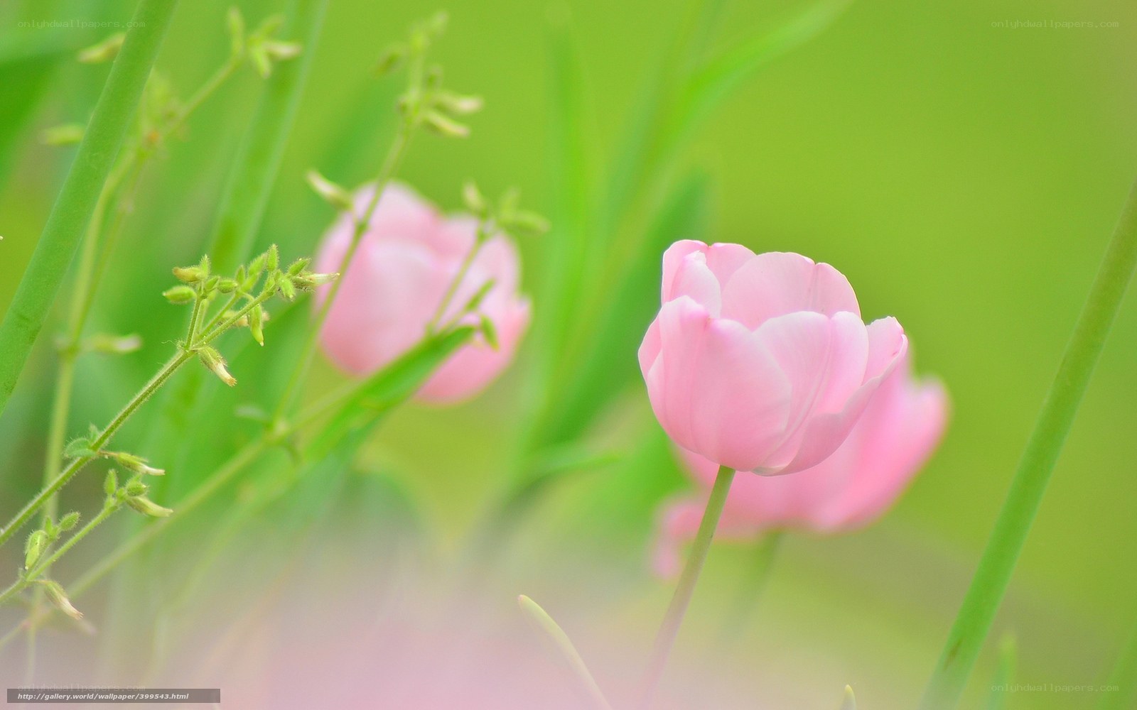 Pink tulips in green grass