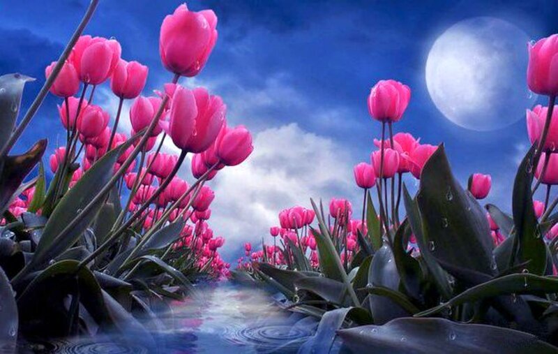 Pink Tulips in Moonlight