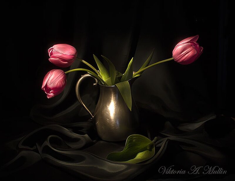 Pink Tulips in Pitcher — Black, Dramatic
