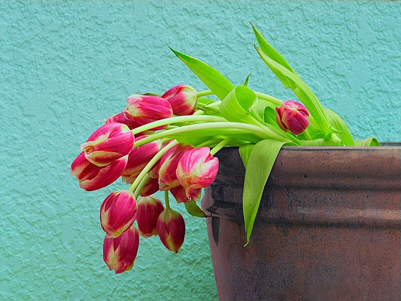 Pink Tulips in Pot