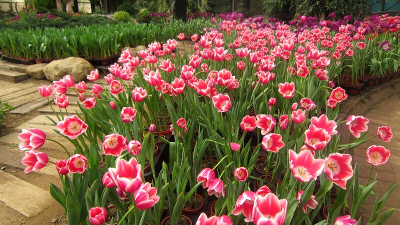 Pink Tulips in Pots