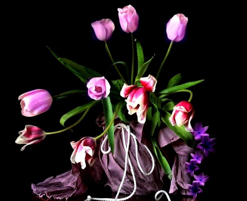 Pink Tulips in Purple Wrap