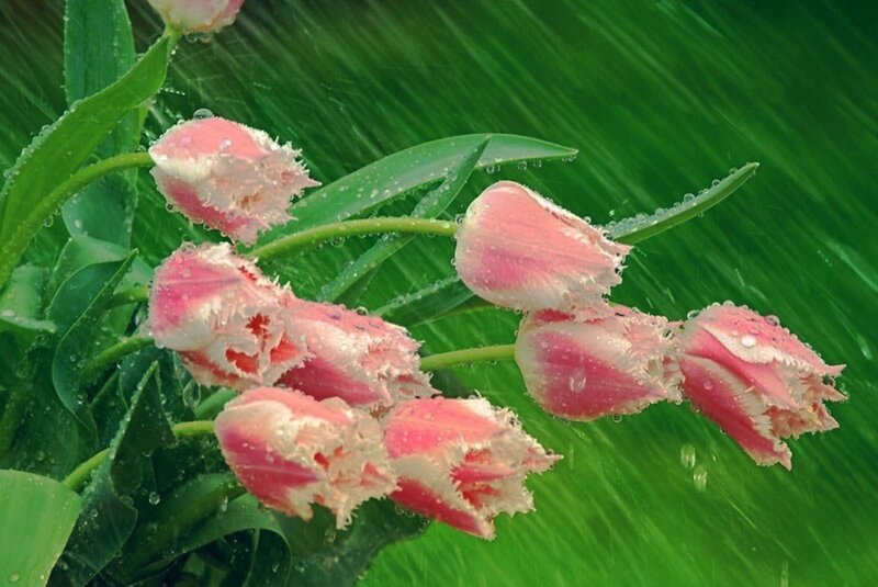 Pink Tulips in Rain — Green