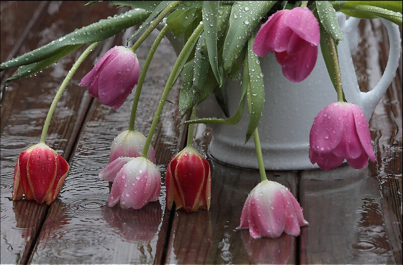 Pink Tulips in Rain