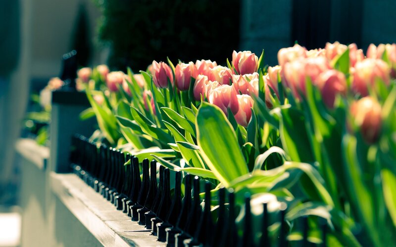 Pink Tulips in Row — Serene, Afternoon