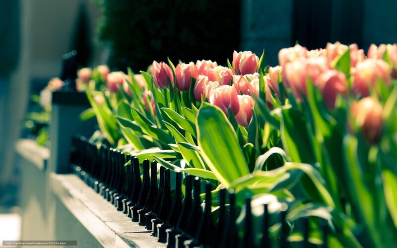 Pink Tulips in Row — Serene