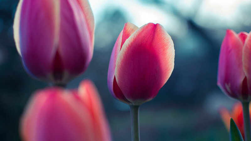 Pink tulips in soft focus