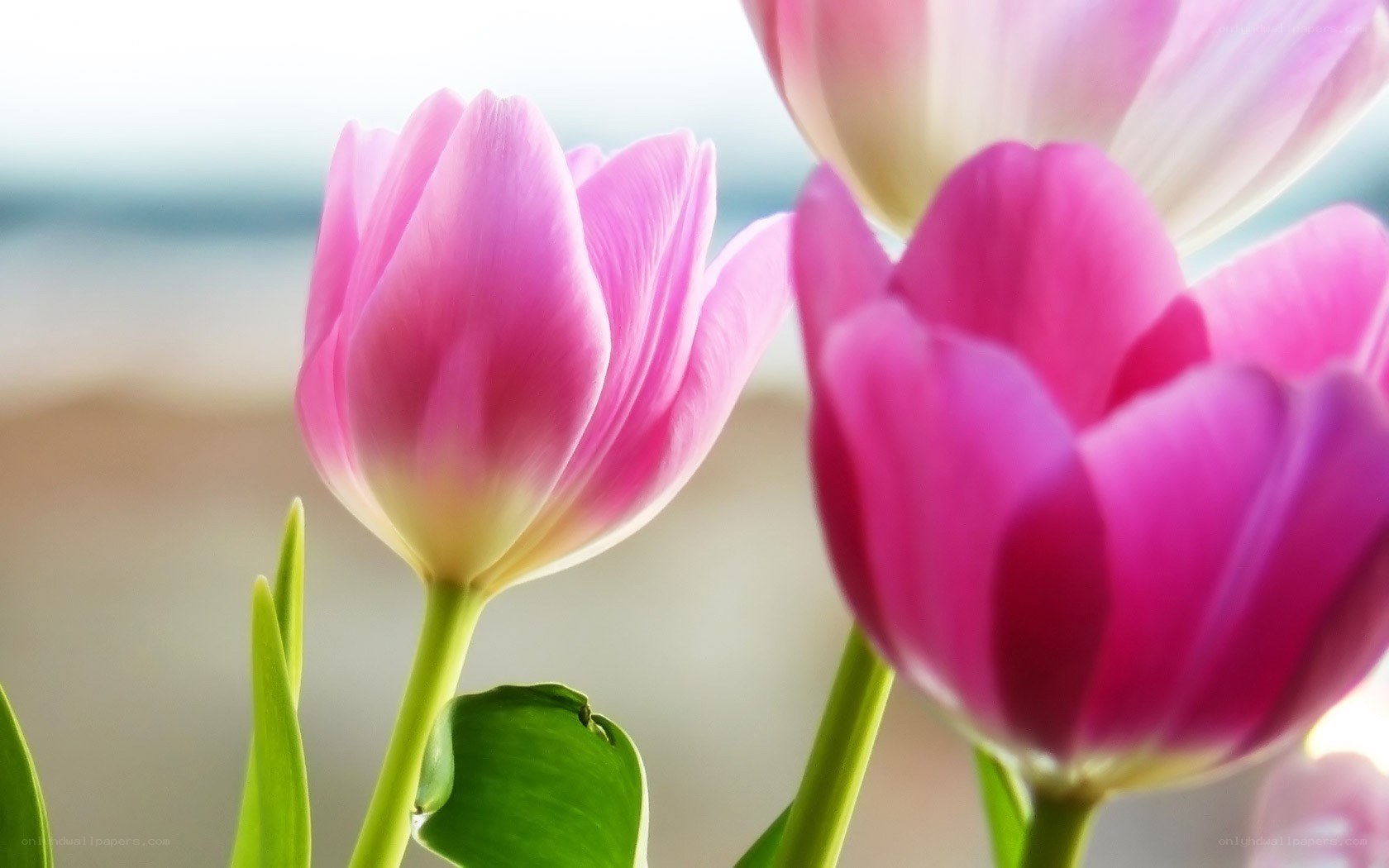 Pink tulips in soft focus
