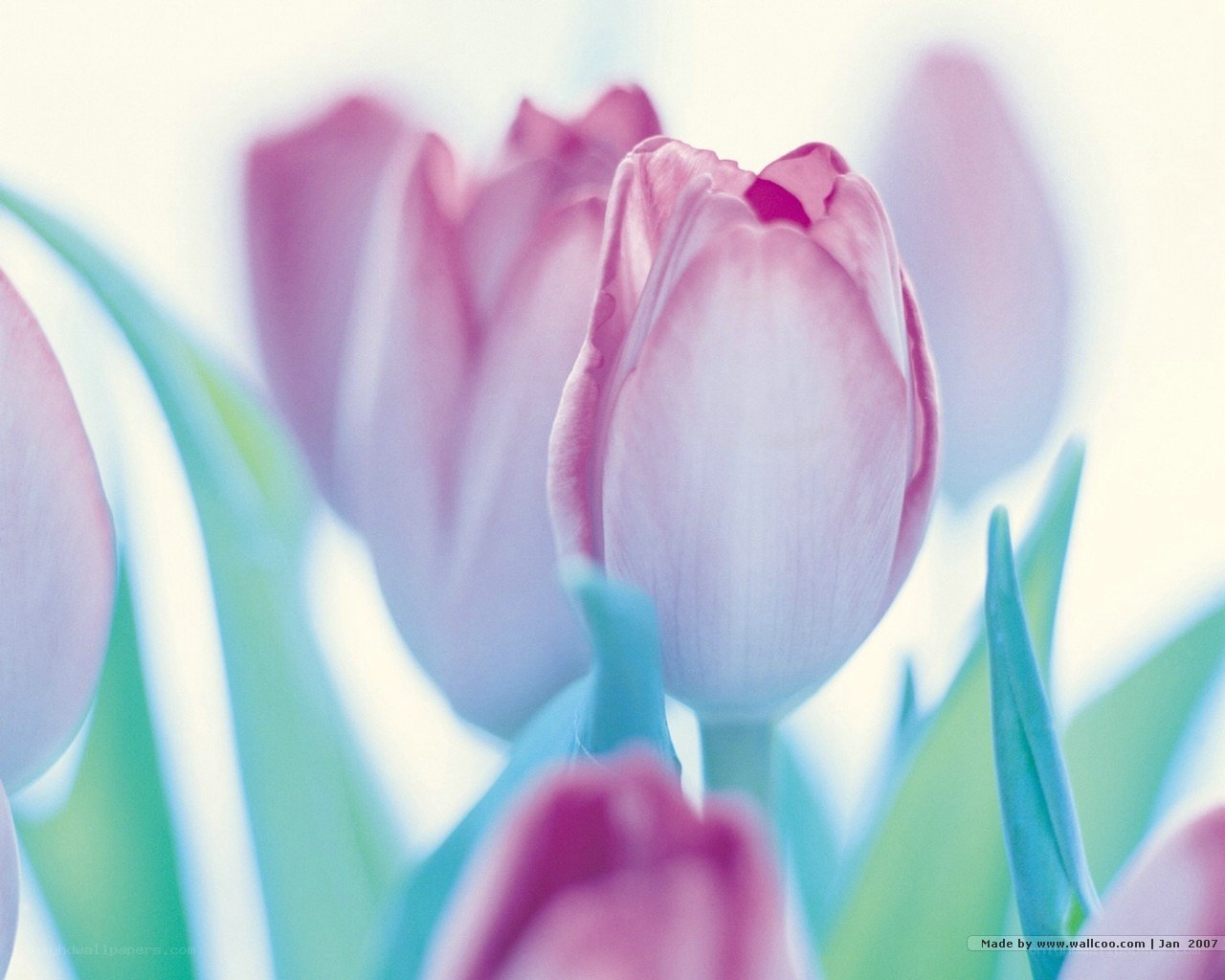 Pink tulips in soft focus