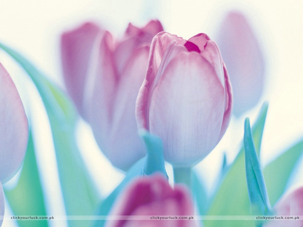 pink tulips in soft focus