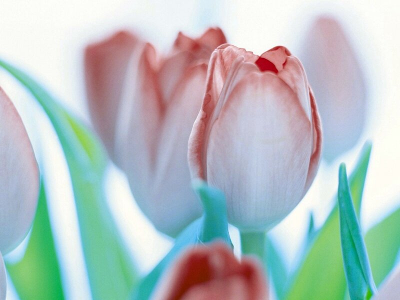 pink tulips in soft focus