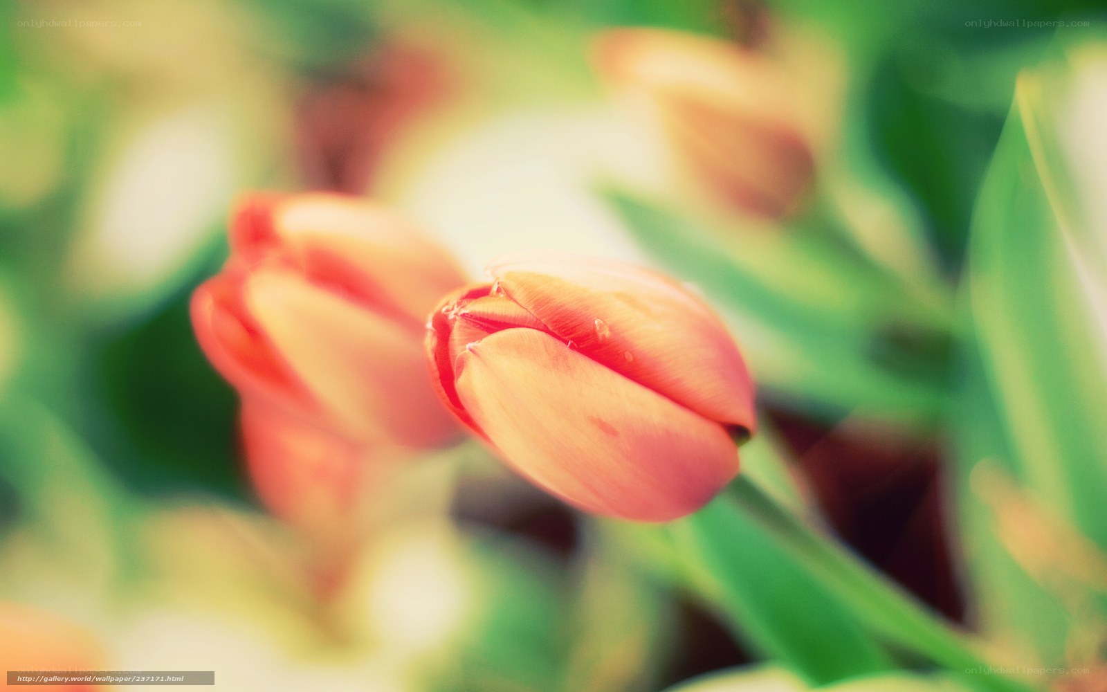 Pink tulips in soft focus