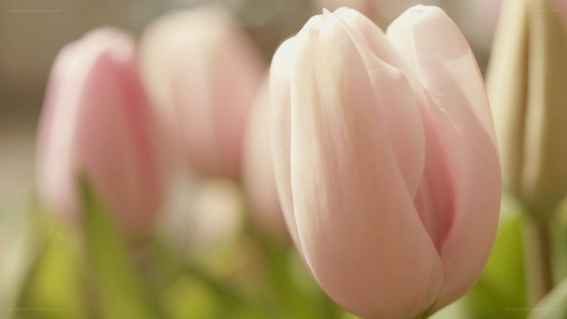 Pink tulips in soft focus