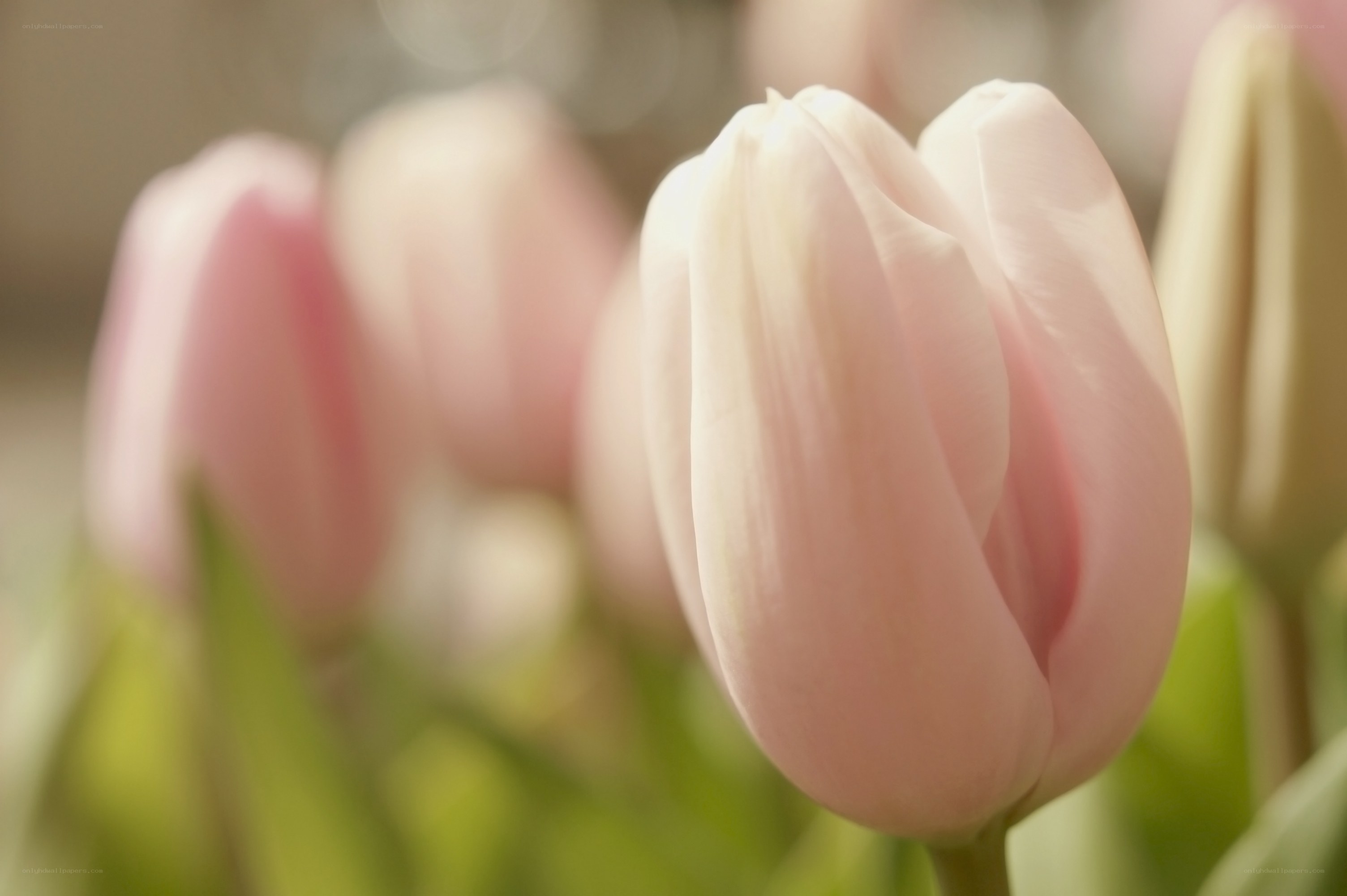 Pink tulips in soft focus