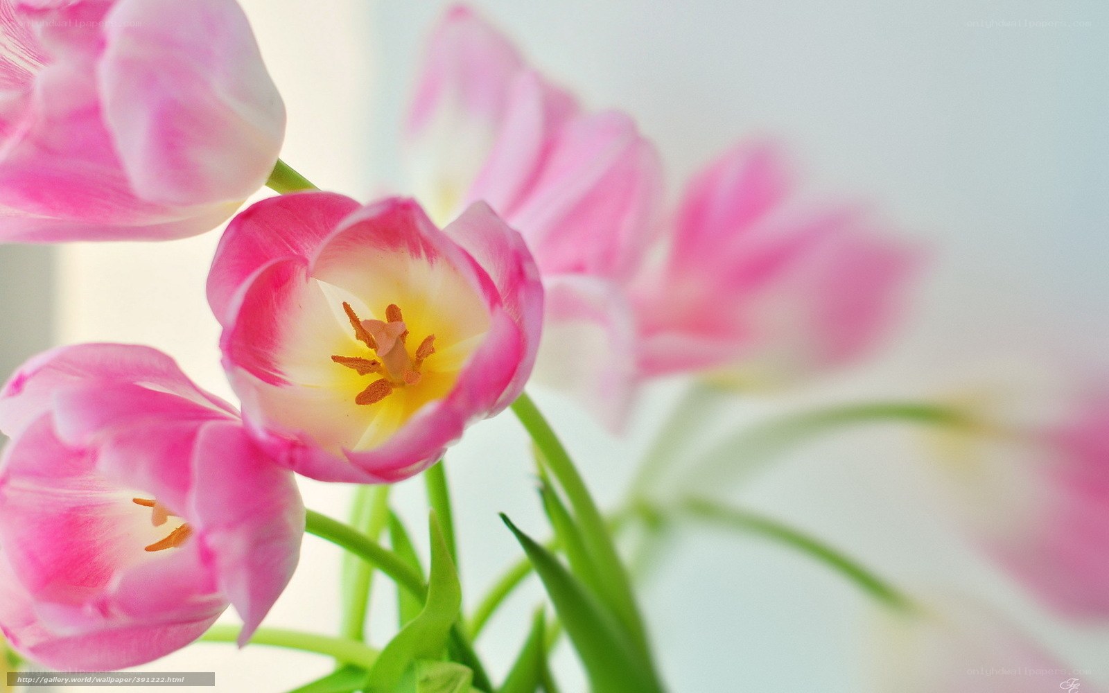 Pink tulips in soft light