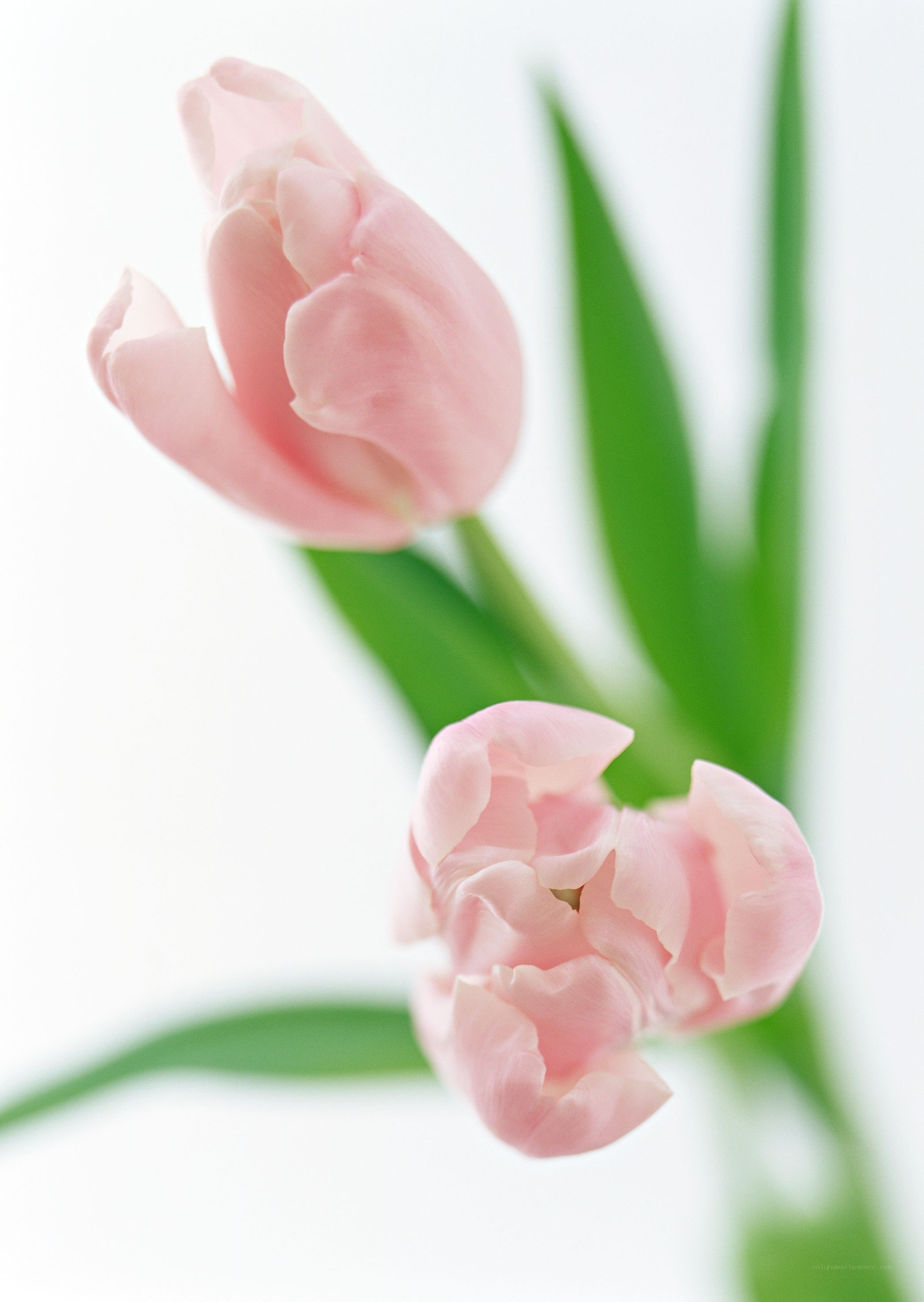 Pink tulips in soft light
