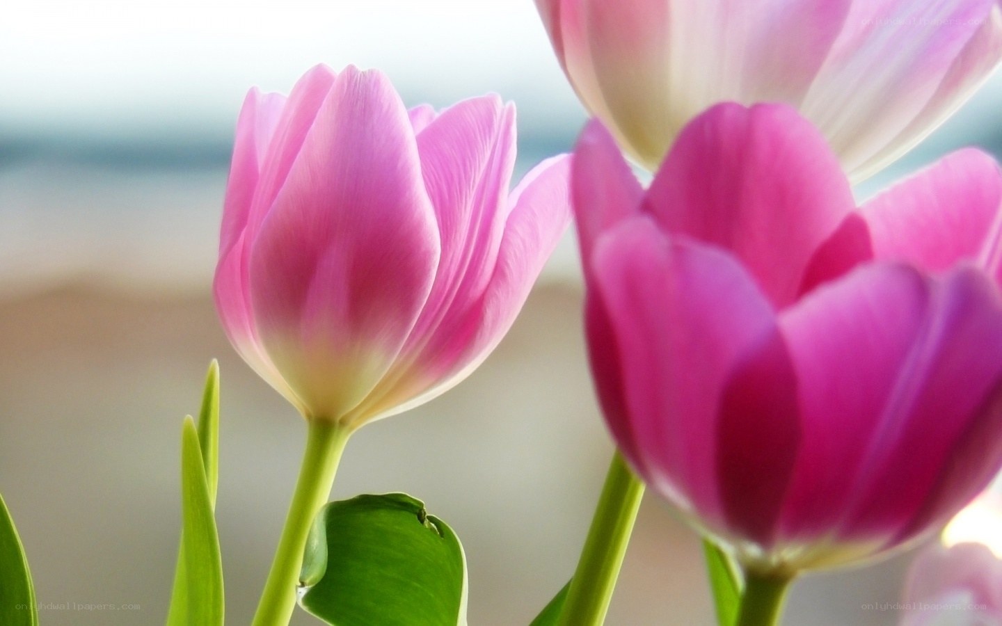 Pink tulips in soft light