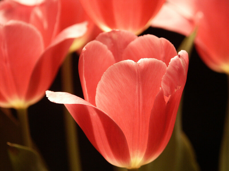 Pink tulips in soft light
