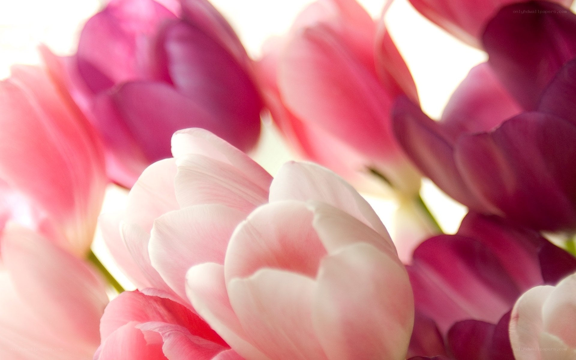 Pink tulips in soft light