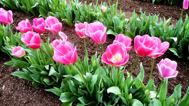Pink Tulips in Soil