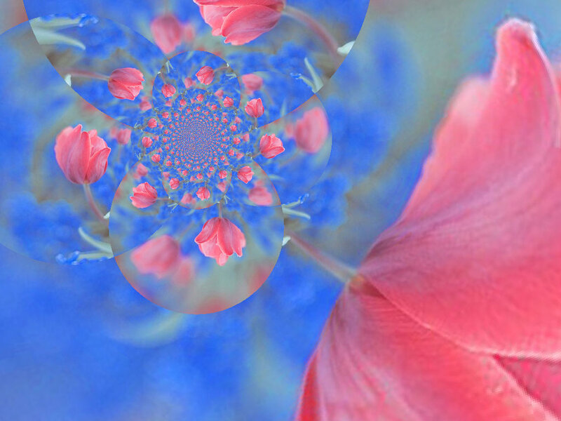 Pink Tulips in Spiral