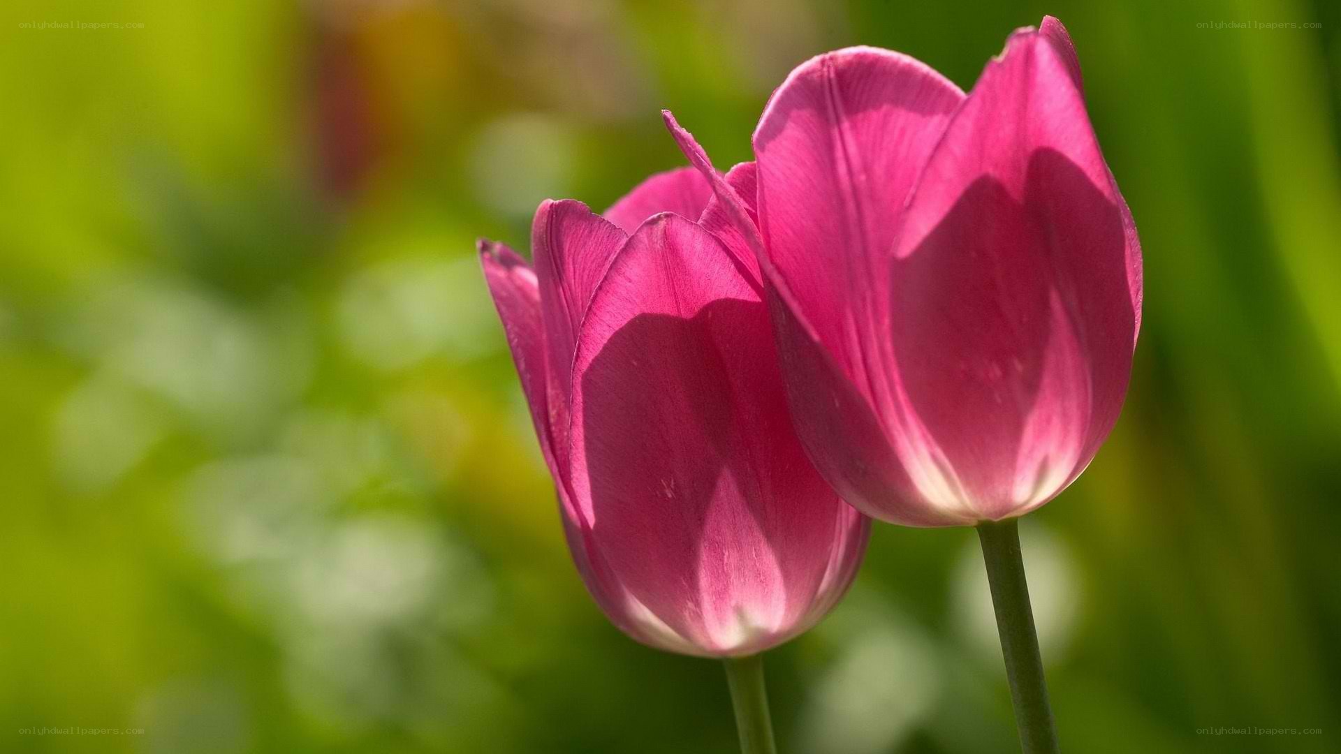Pink tulips in sunlight