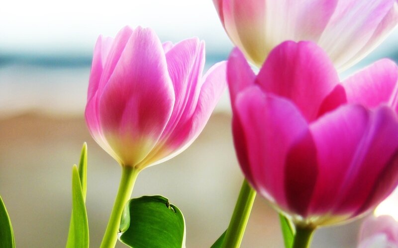 Pink tulips in sunlight