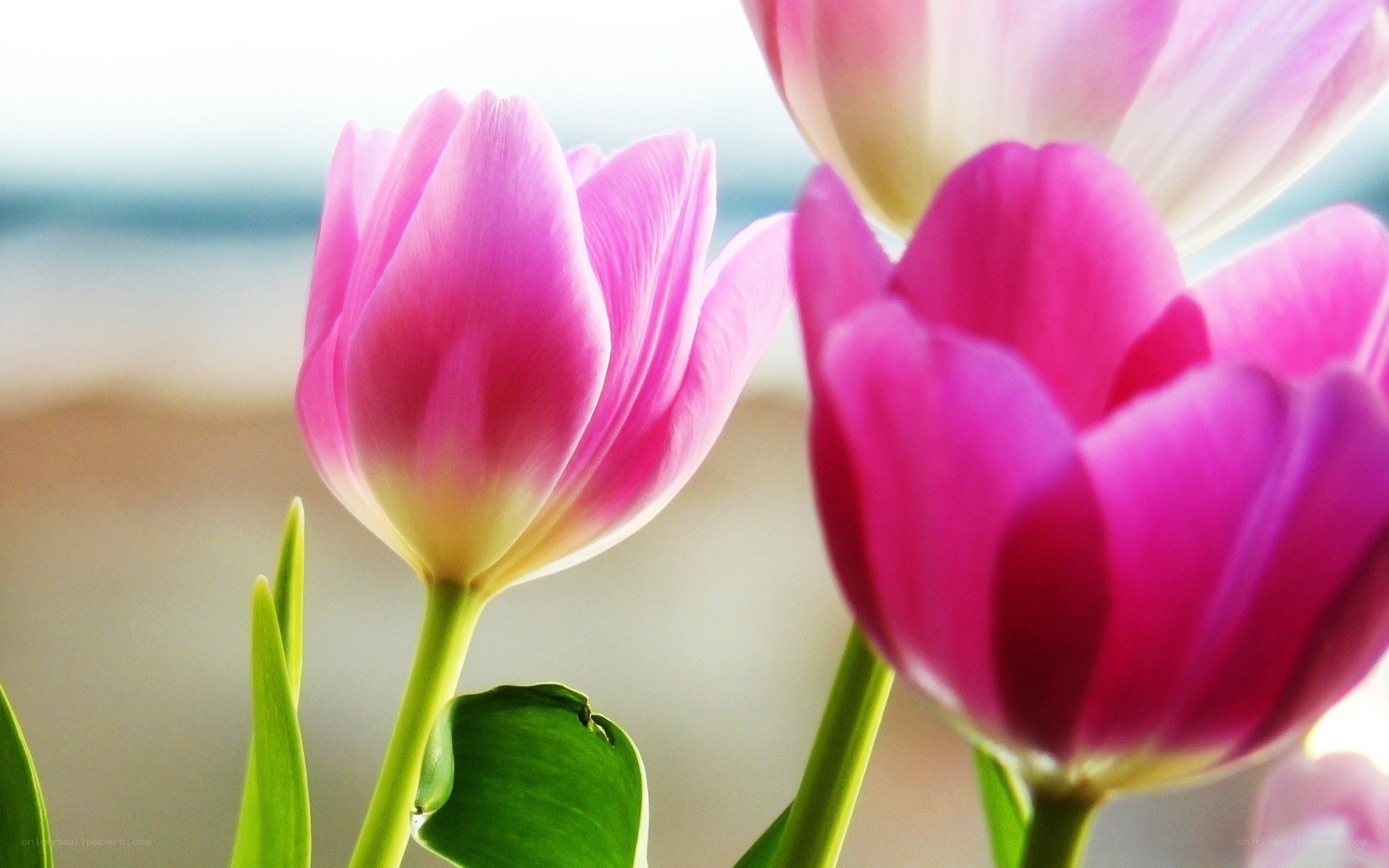 Pink tulips in sunlight