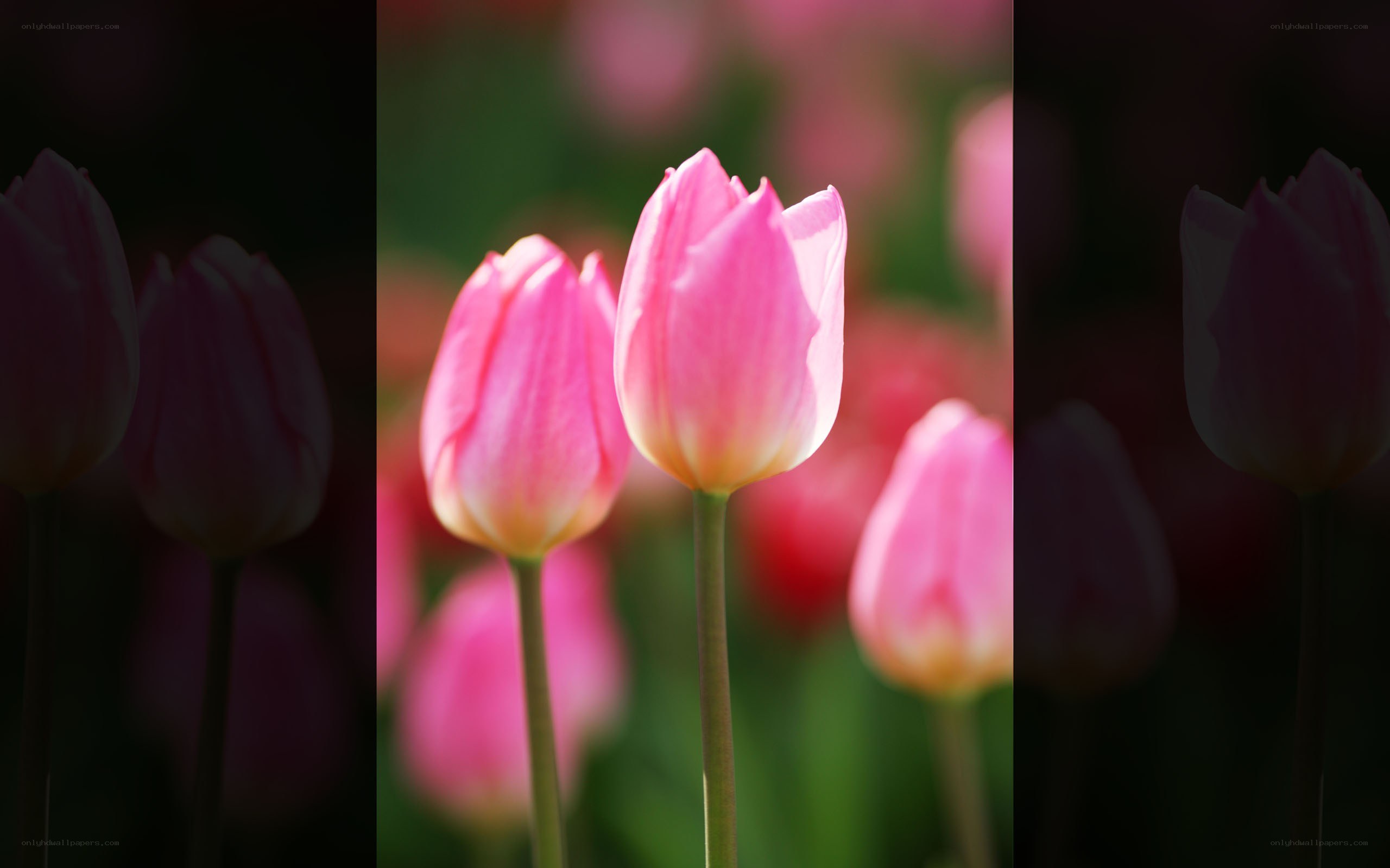 Pink tulips in sunlight