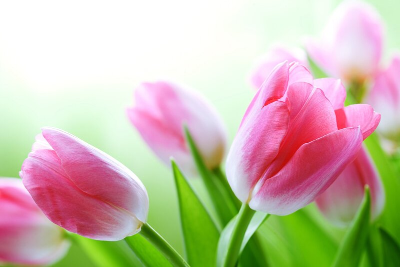 Pink tulips in sunlight