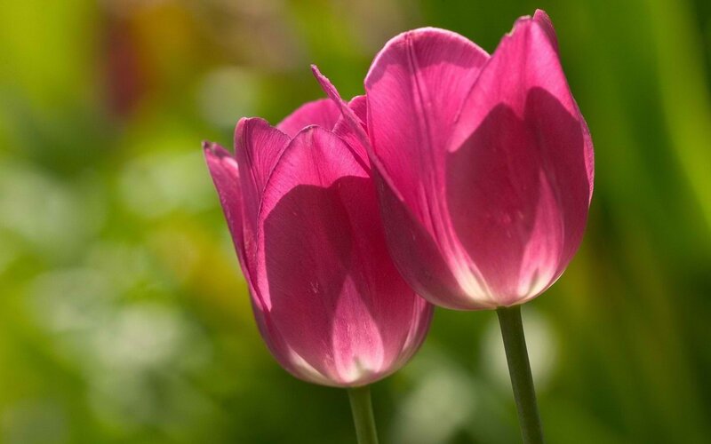 Pink tulips in sunlight