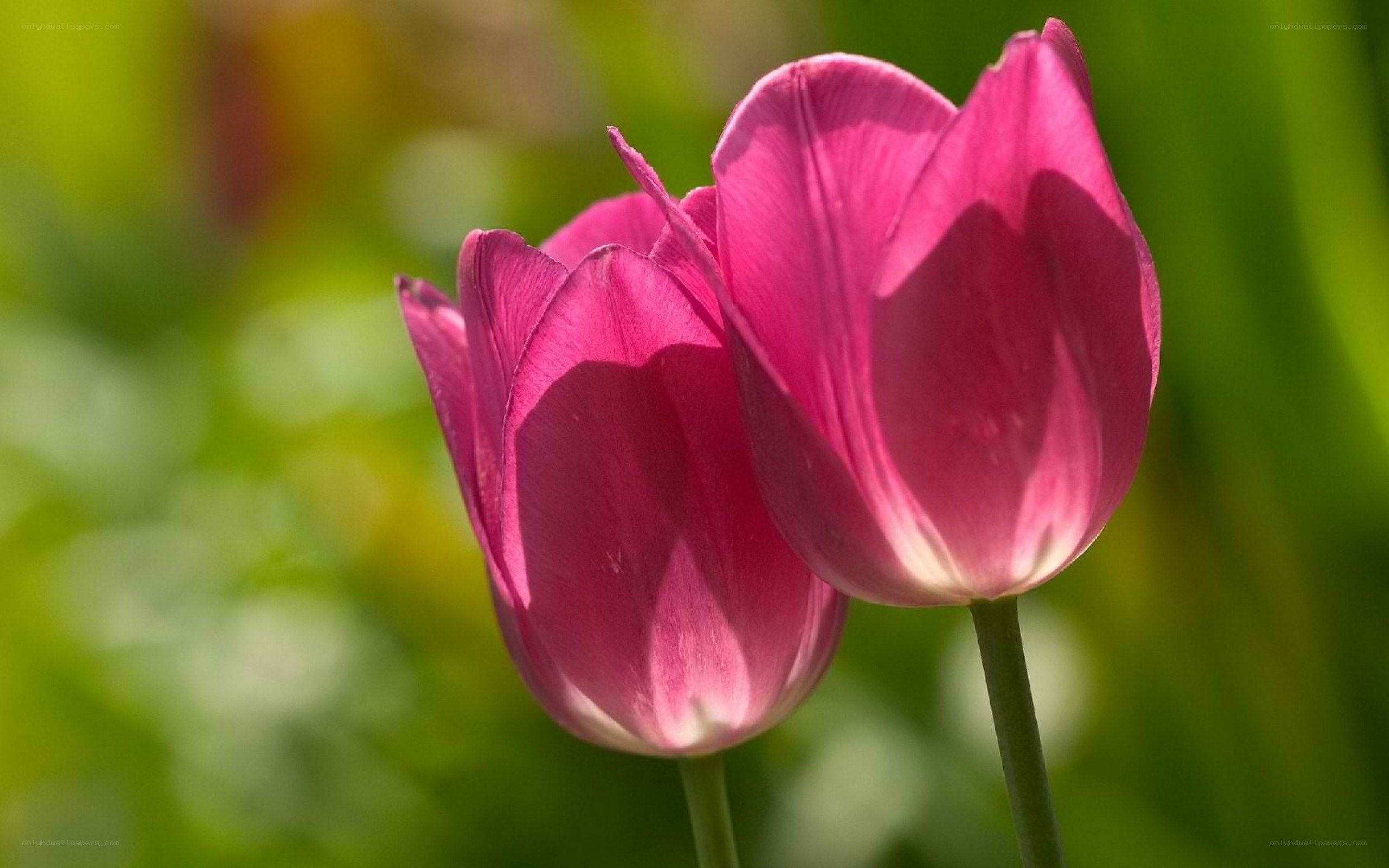 Pink tulips in sunlight