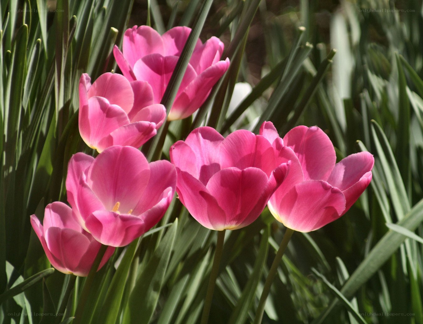 Pink tulips in sunlight
