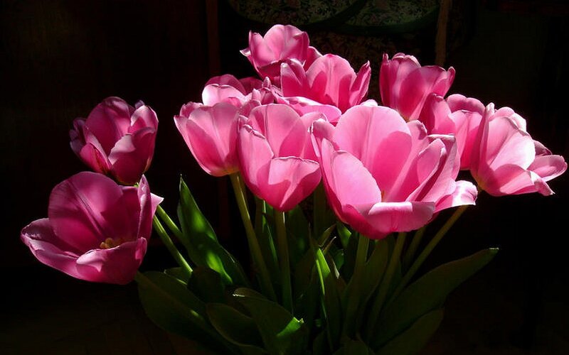 Pink tulips in sunlight