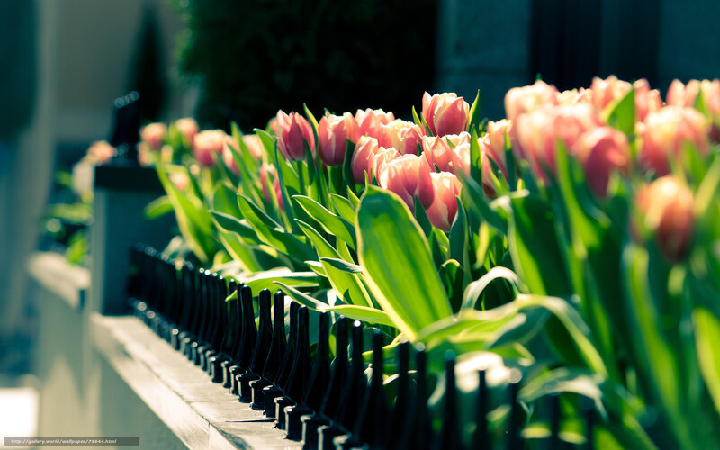 Pink tulips in sunlight
